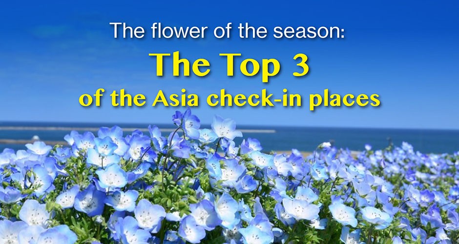 The flower of the season: The Top 3 of the Asia check-in places